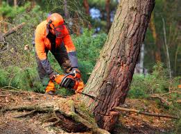 Professional Tree Services in Stanhope, NJ